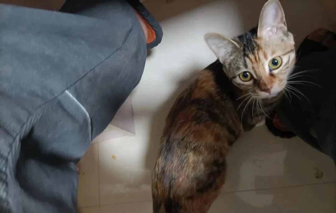 宠物市场的底层逻辑,关于宠物市场的市场分析