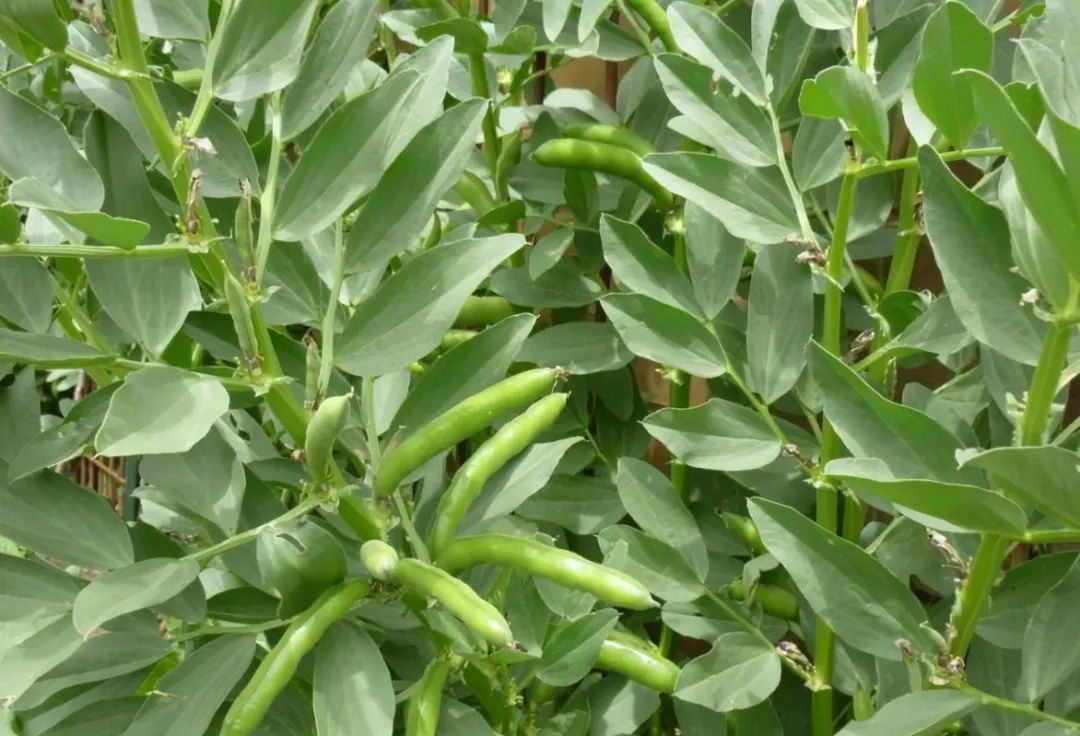 浙江人常吃的蔬菜有哪些,幼儿园常吃的蔬菜有哪些