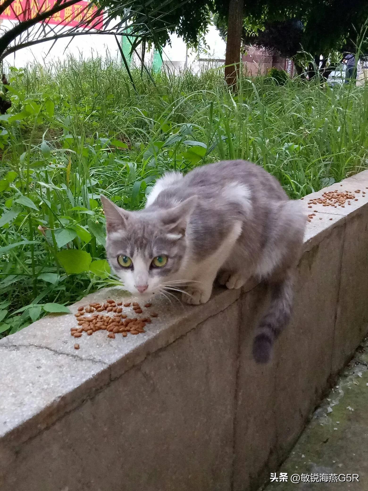 经常喂的流浪猫把人咬伤了,用负责吗?