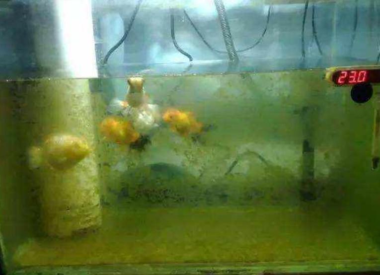 鱼缸在太阳下晒几天会爆藻,鱼缸爆绿藻去哪里买藻种