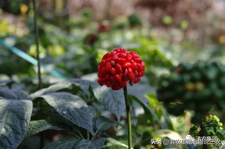 适应林下种植的药材有哪些,林下经济种植中草药有哪些
