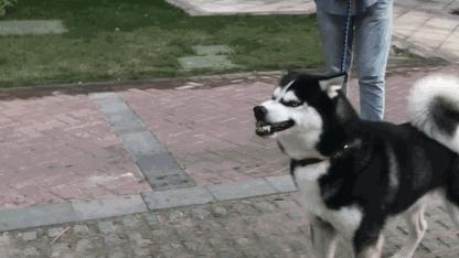 这些狗看上去高大威猛，实际上就是“胆小鬼”