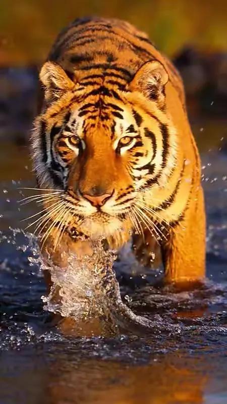 戏说老虎图文杂汇