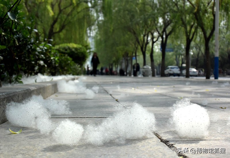 杨絮能做药材吗,杨絮止血