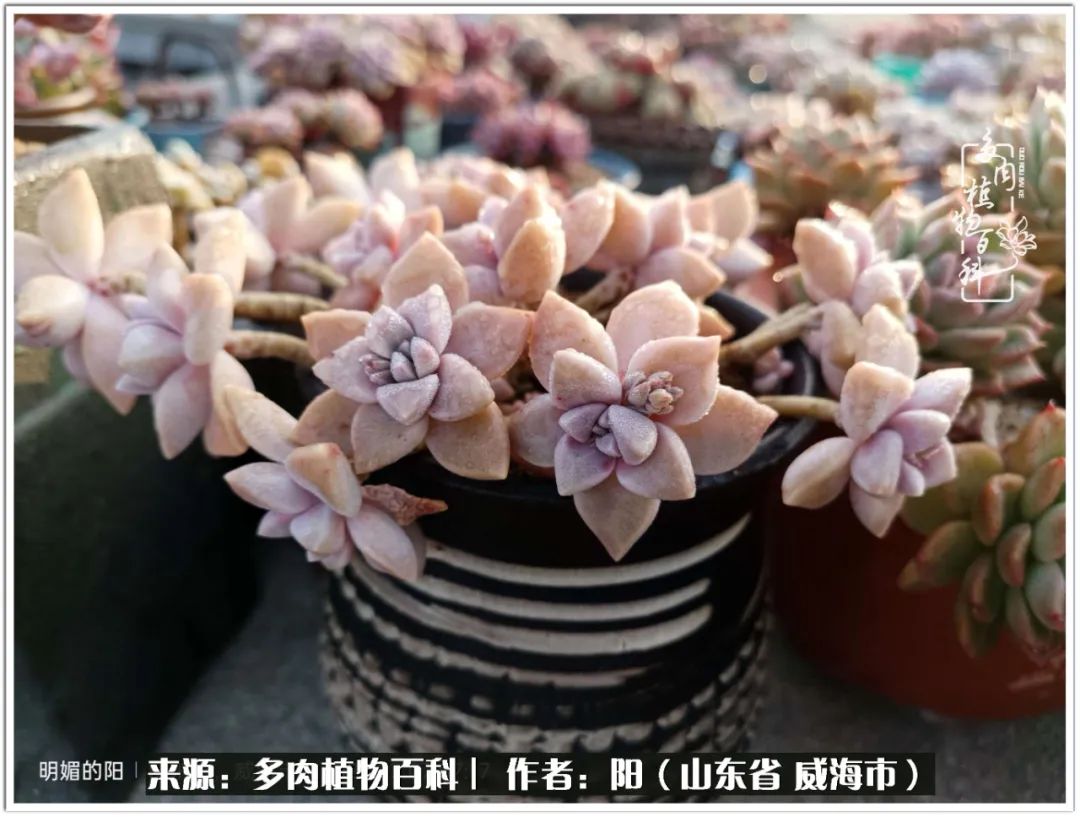 浜洪棿鐑熺伀鑷湁涓囧崈棰滆壊,浜洪棿鐑熺伀鐨嗘槸骞冲嚒棰滆壊