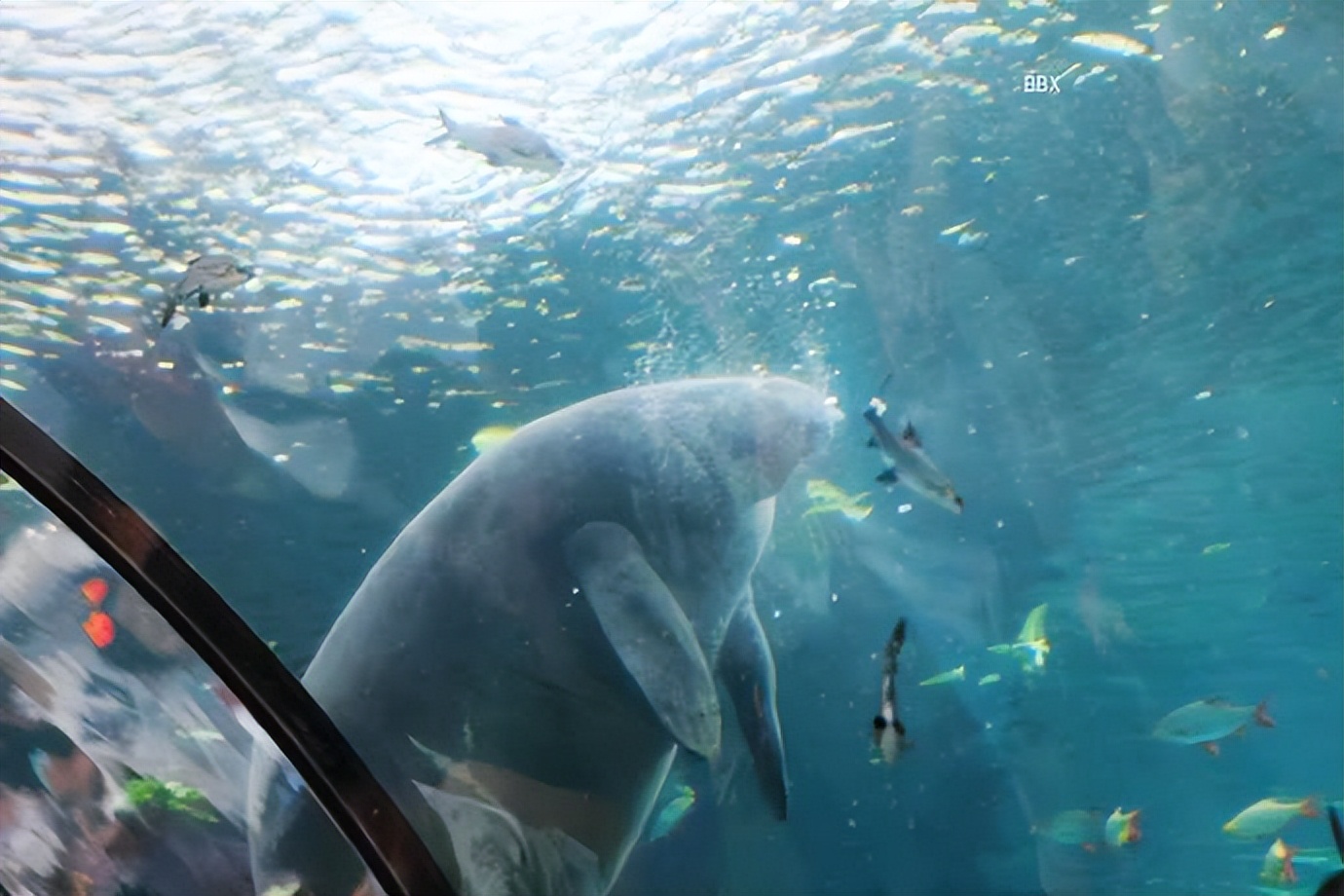 珠海长隆海洋王国水下走廊,世界级海洋乐园珠海长隆海洋王国