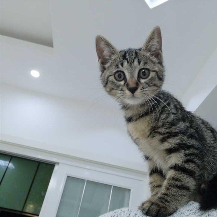 中国狸花猫在国外为什么很贵,为什么狸花猫最便宜