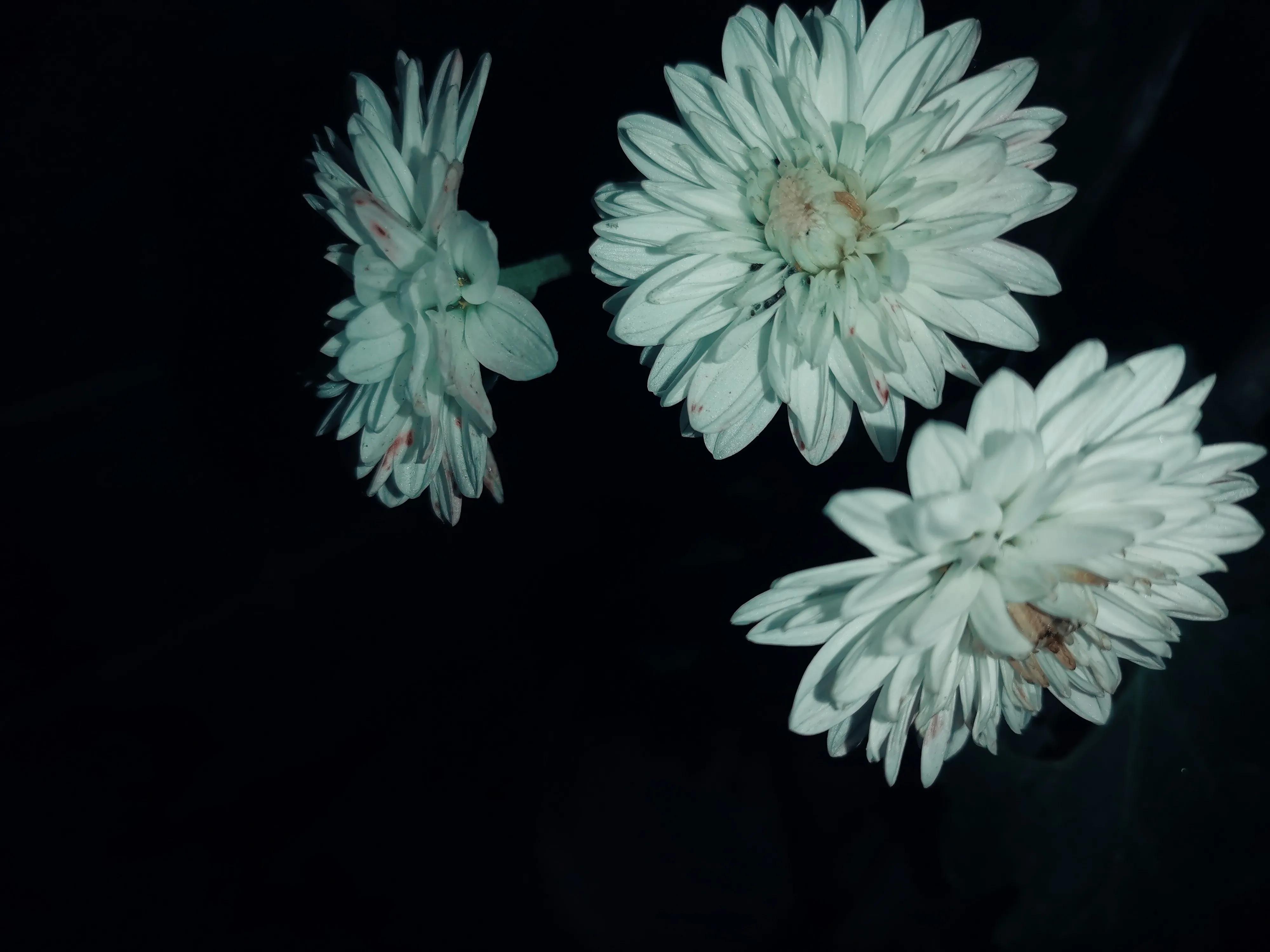 抗菌药物的合理应用科普小视频,抗菌药物的合理应用继续教育答案