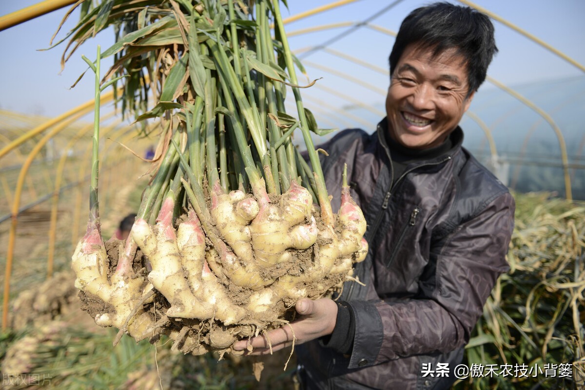 大姜的种植和管理技术资料,大姜种植技术与管理生长周期
