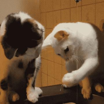 猫咪会因为天气变化不爱喝水吗,猫咪不爱喝水可以把猫粮泡水喂吗