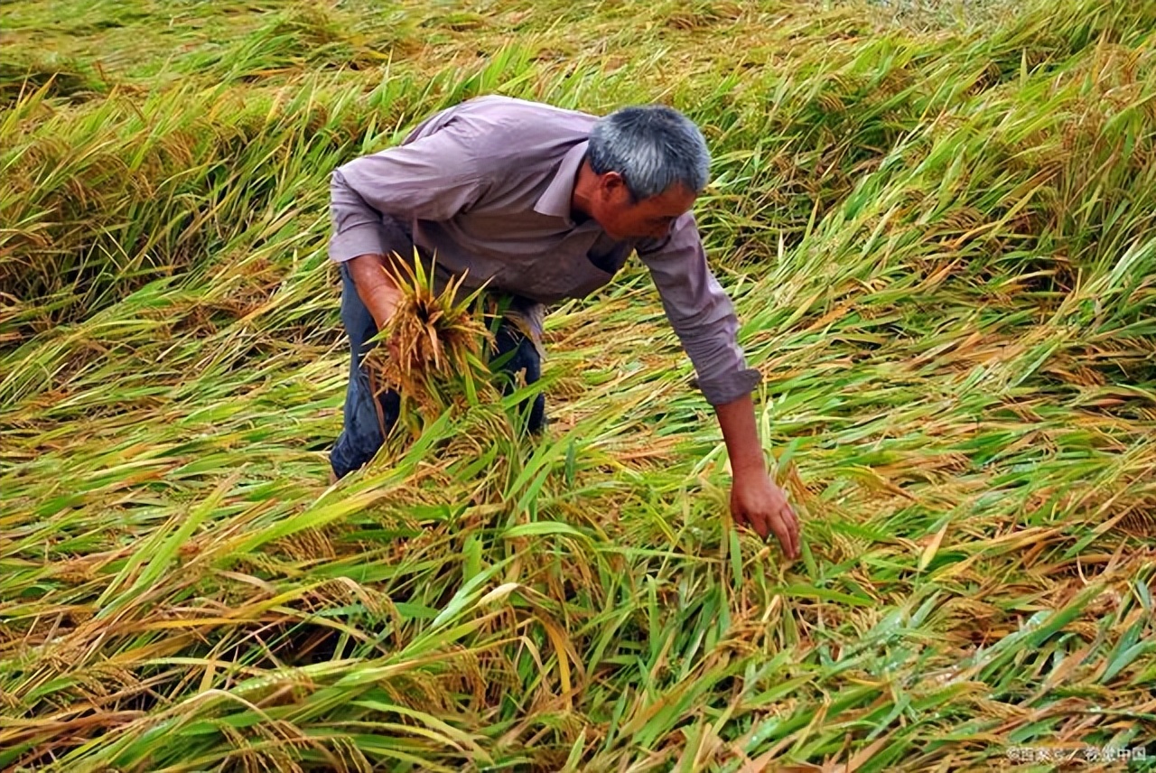 农民职业和农民身份的区别,新型职业农民应该具备什么