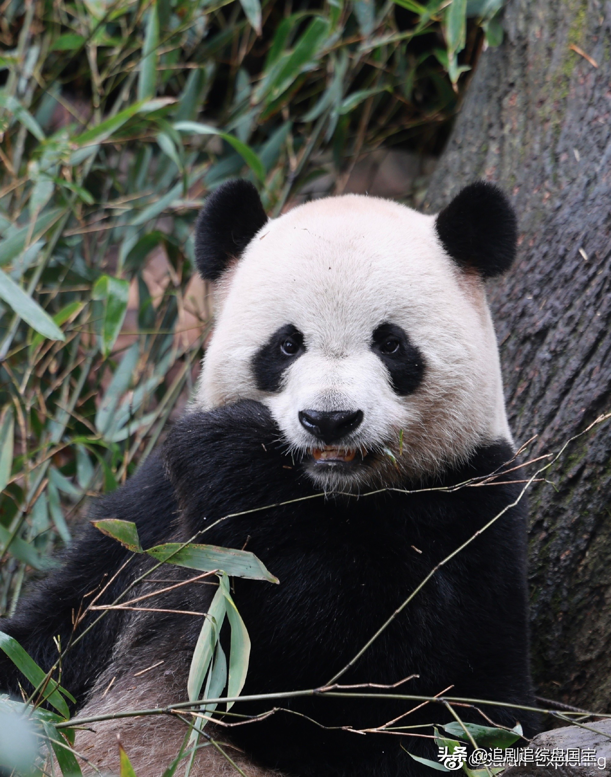 盘点2023年回归的大熊猫,国宝大熊猫资料整理全部