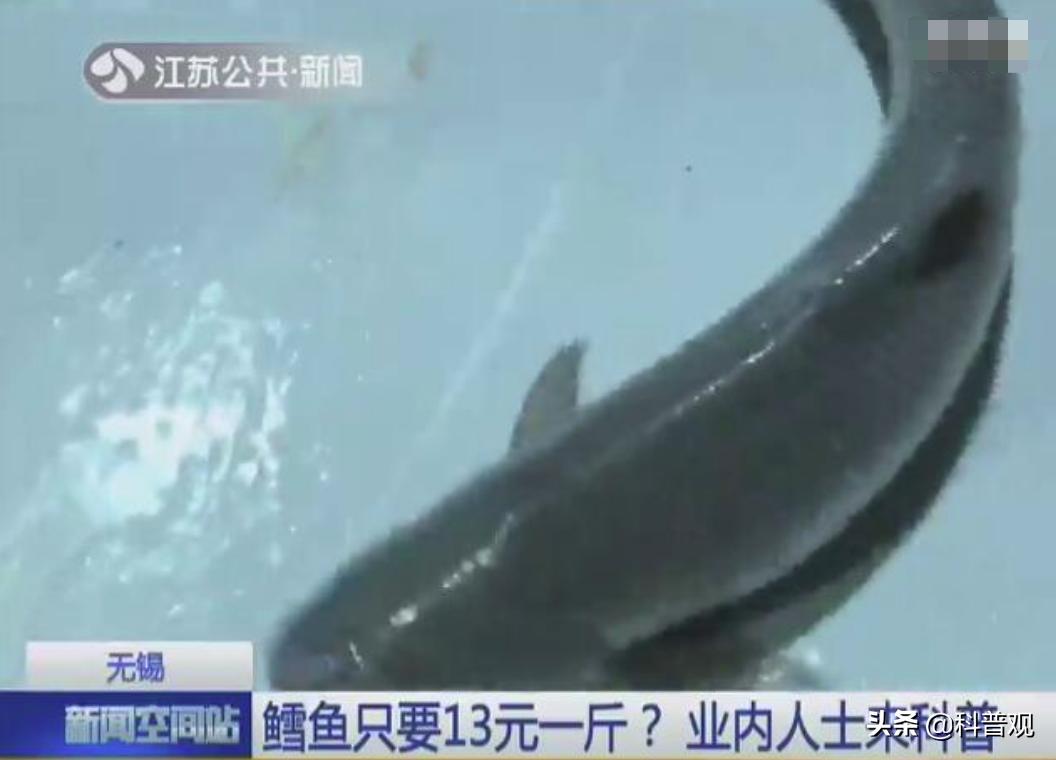 油鳕鱼吃了对人体有害吗,油鱼为什么吃了会漏油