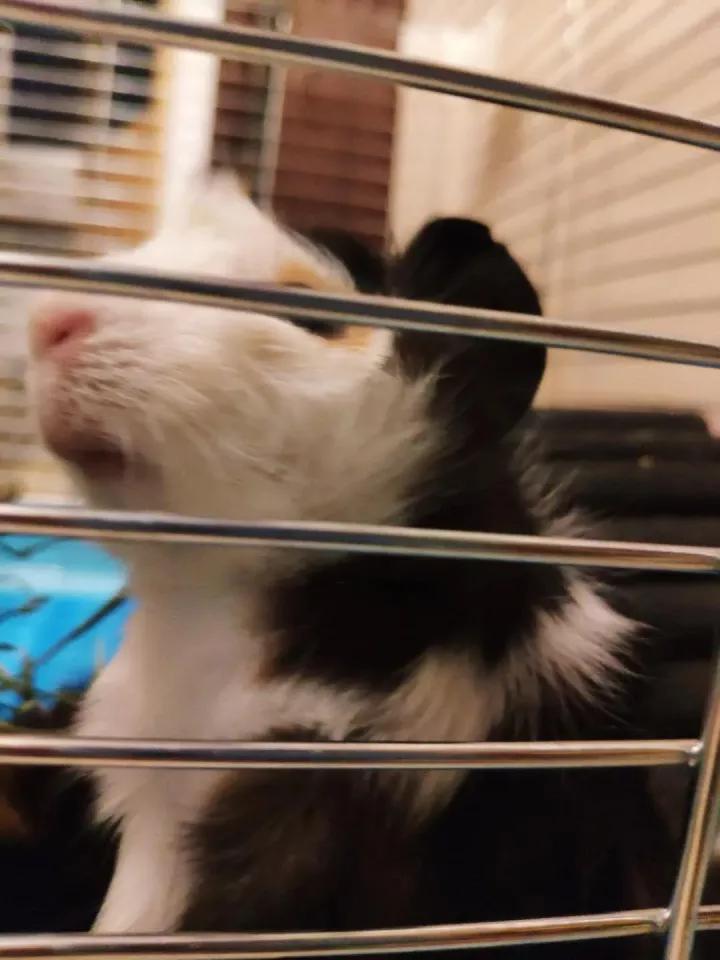 荷兰猪啃纸箱子有危害吗,荷兰猪咬纸箱怎么办