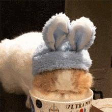 猫粑粑有点软有点臭说明什么,猫的臭粑粑如何处理