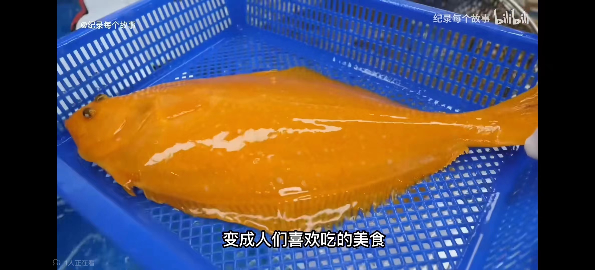 黄金比目鱼是多宝鱼吗,黄金比目鱼