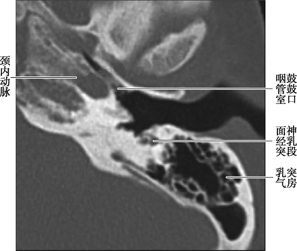耳部解剖结构和生理功能,耳部解剖笔记