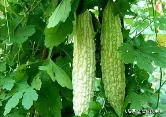 高血糖吃什么糖最好,高血糖忌口食物列表大全最新