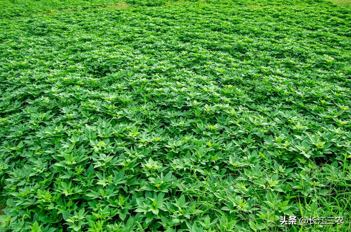 农村种红薯如何翻禾苗锄草,红薯地人工锄草的方法和技巧
