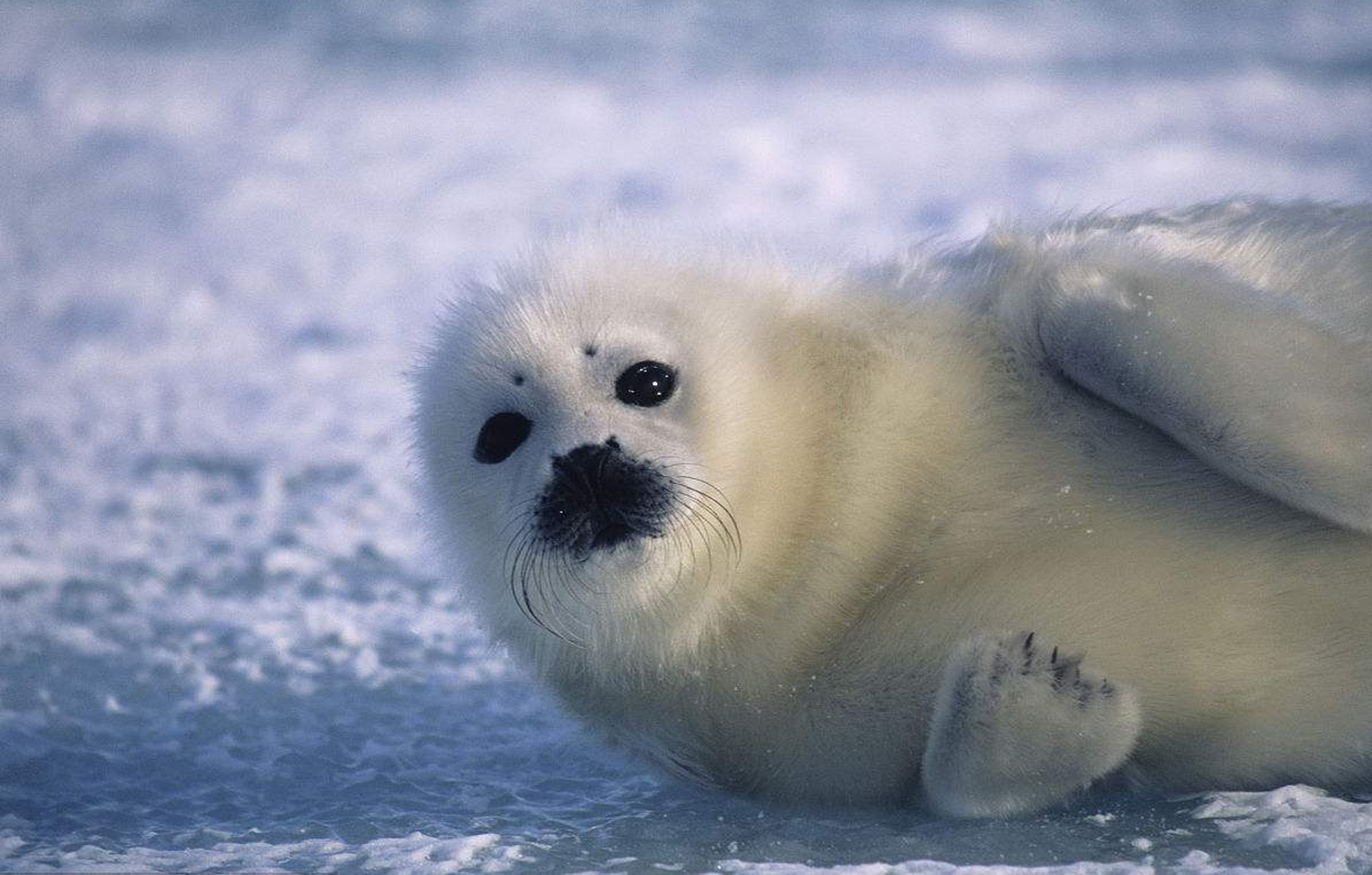 在我当船员的岁月里，我养大了一只海豹，尽管不舍也放它回归大海