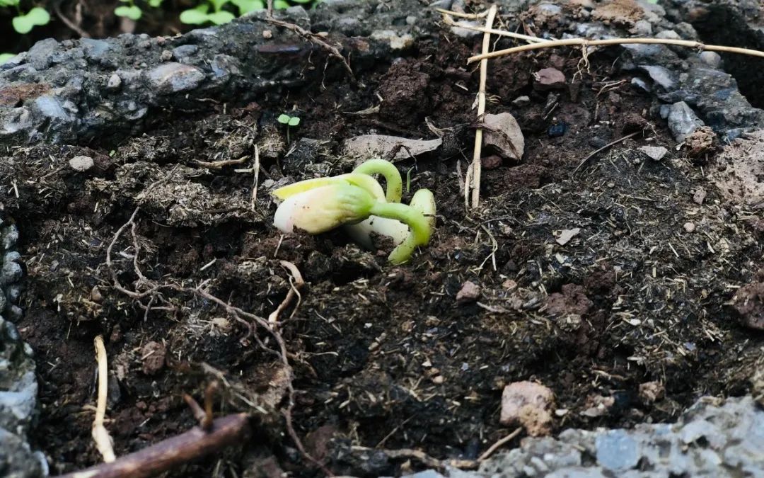 绿美太邑蔬香校园