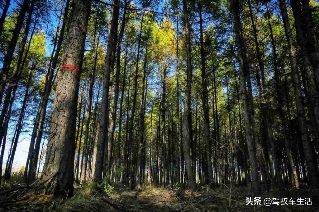 挑战极寒自驾游大兴安岭,大兴安岭金秋穿越之旅