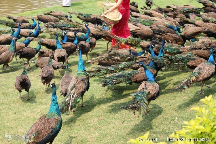 去云南旅游报团还是自由行比较好,去云南跟团旅游怎么样报团便宜点