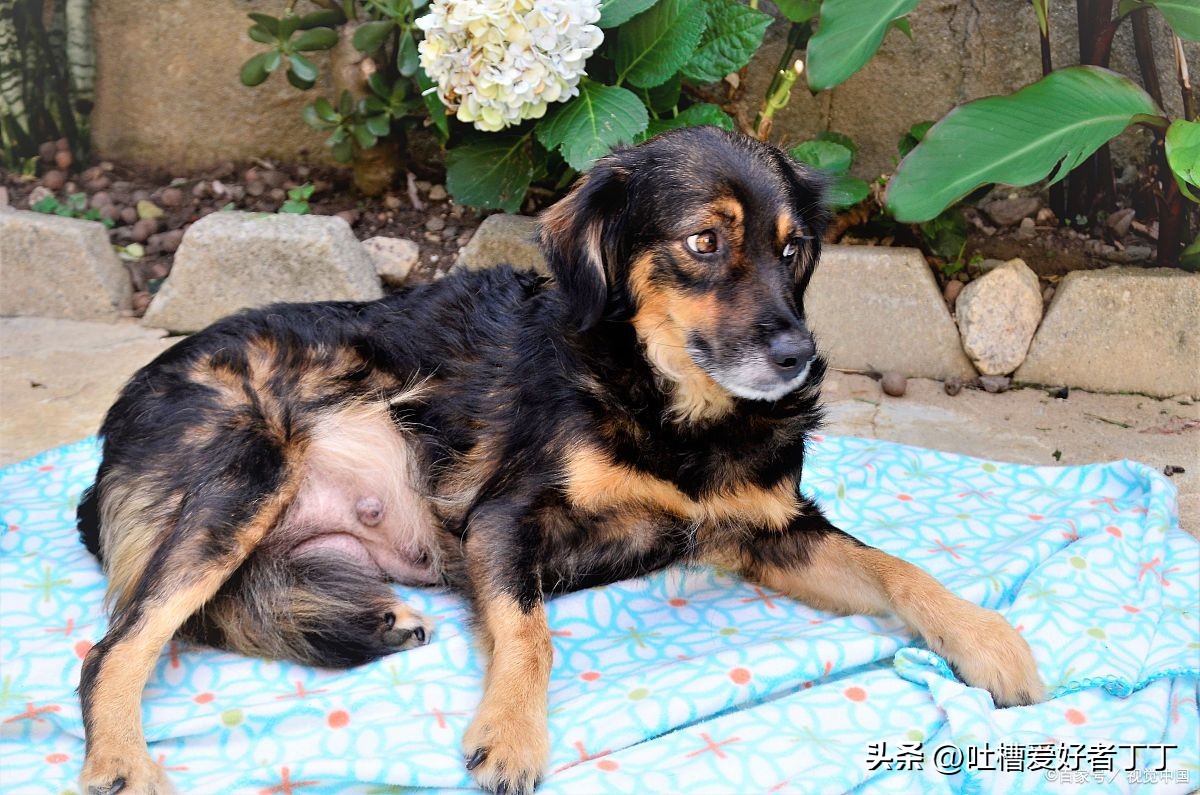 狗狗快生产前的征兆,快生产的狗狗