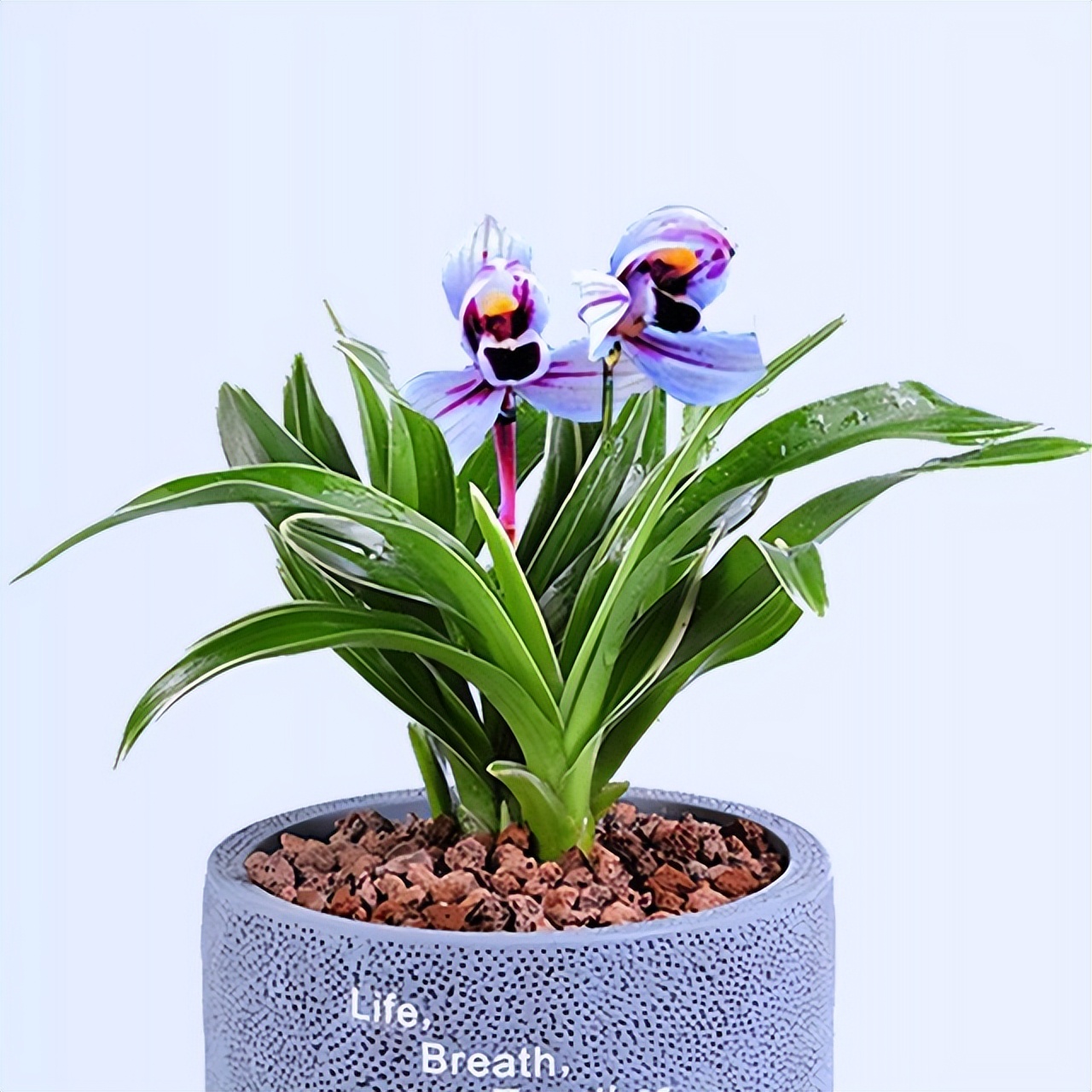 十种名贵的兰花品种之建兰,建兰兰花图片及品种