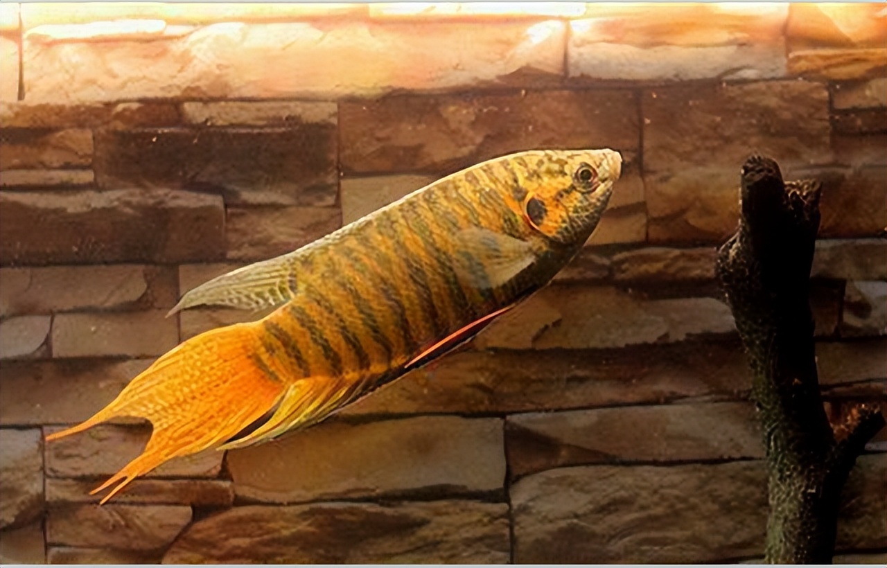 菩萨鱼曾经在农村经常见到，被当*鸡做**鸭零食，为啥现在很少见到？