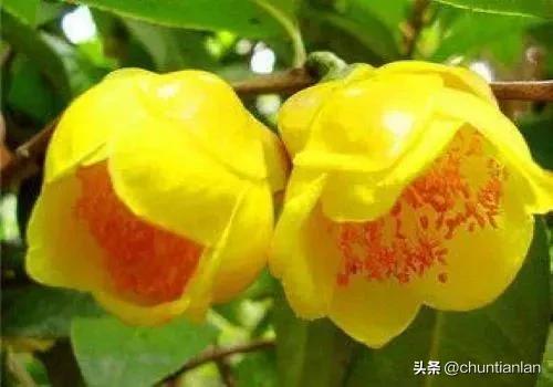 山茶花纯音乐,山茶花