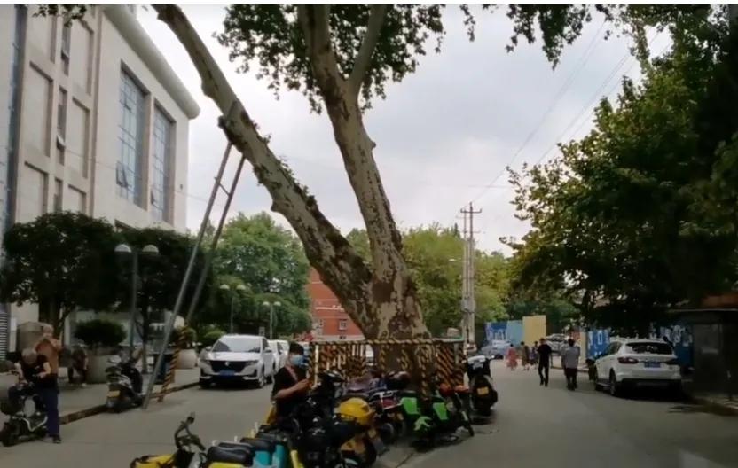 汉中最美行道树,植树节种树真实图片