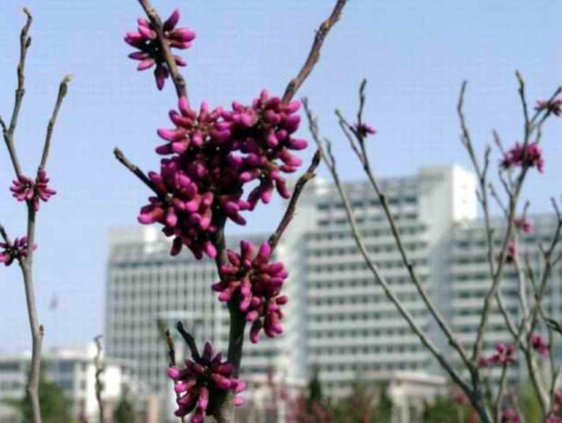 山东医学院临床医学专业,山东第一医科大学停招了哪些专业