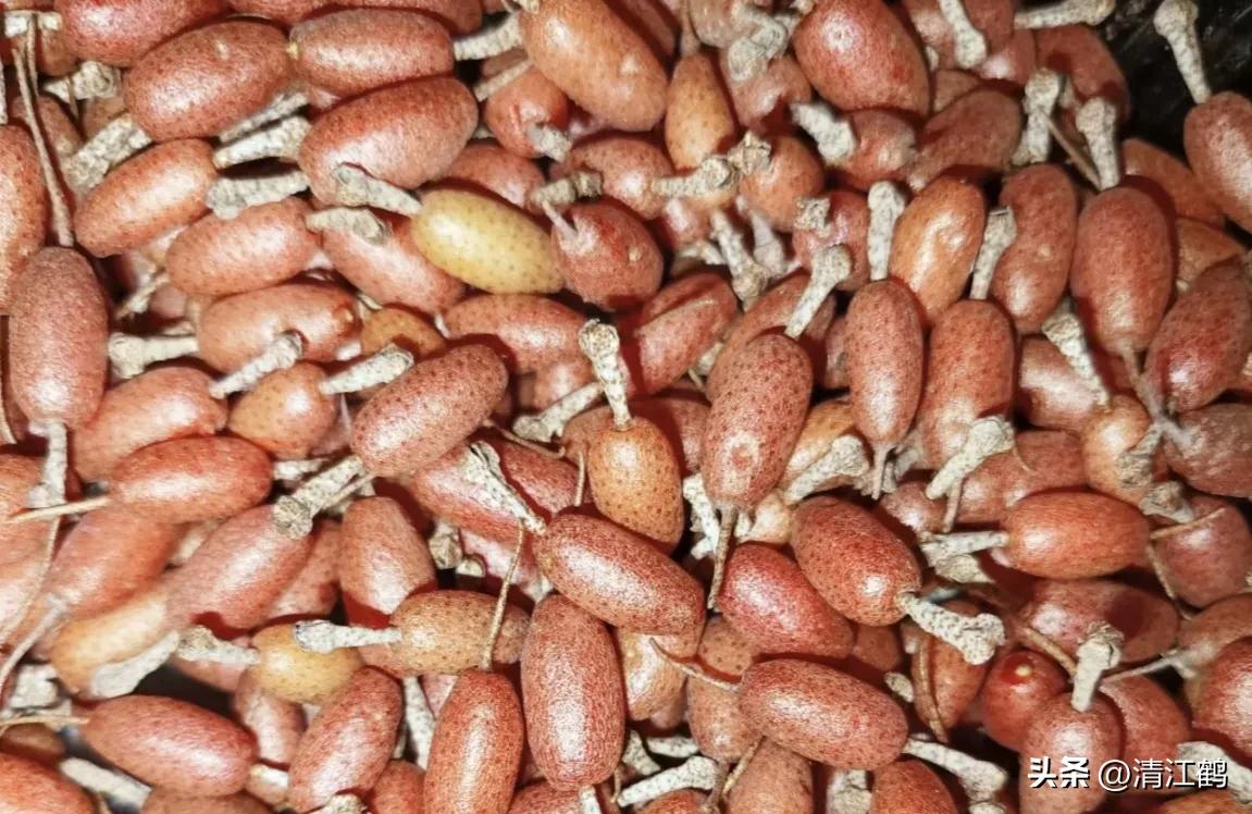 从未见过的稀奇物种,很多人没见过的奇怪生物