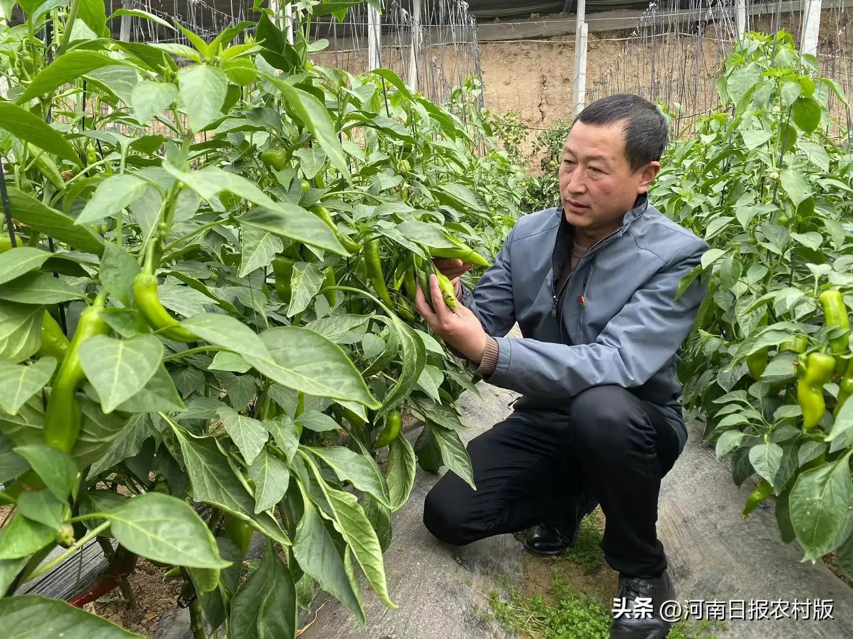 乡村振兴种蔬菜,乡村振兴大棚种植
