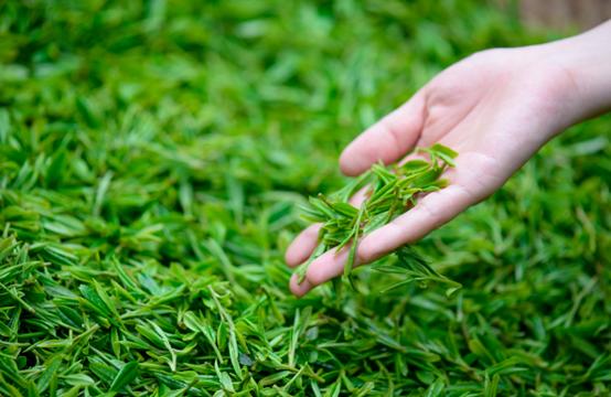 茶叶“造假”实在猖狂！这2种假茶，别再不知道！很多人还天天喝