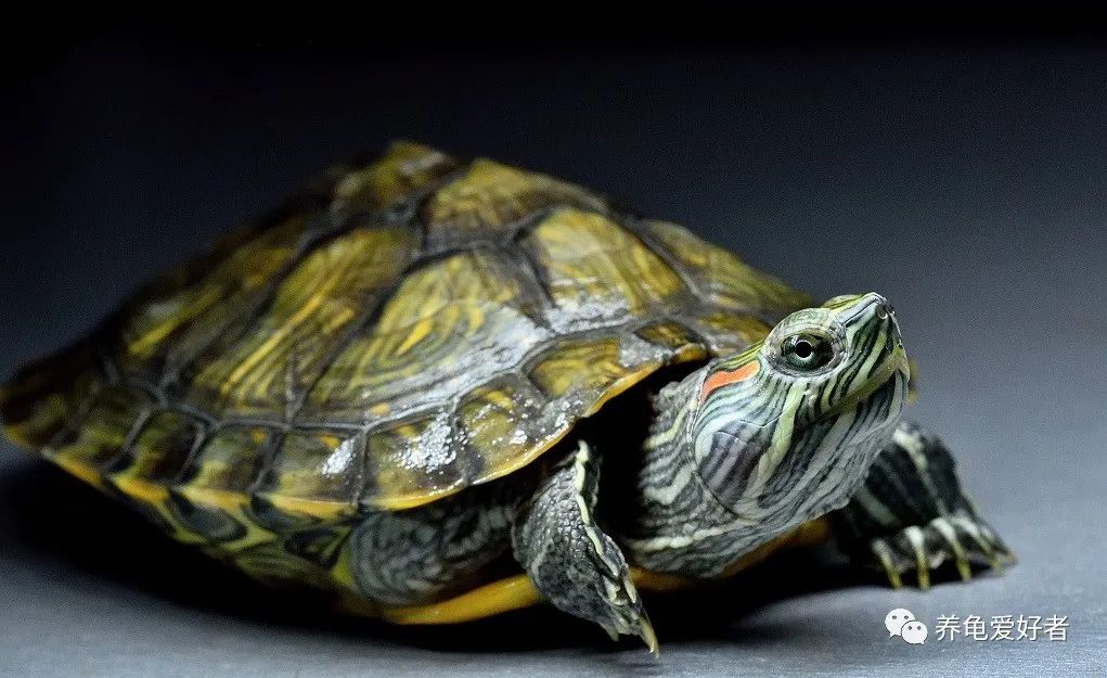 外面巴西龟泛滥，在家养就得多数*天升**？是何道理？