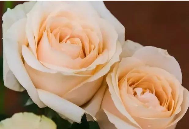 玫瑰花花语,玫瑰花花语列表