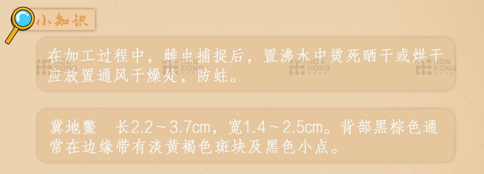 雄土鳖虫可以入药吗,土鳖虫为什么只能用雌虫