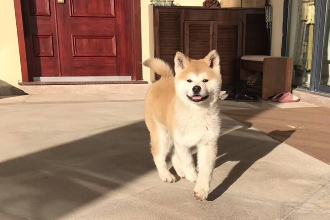 小柴犬发情有哪些症状,柴犬幼犬发情什么症状