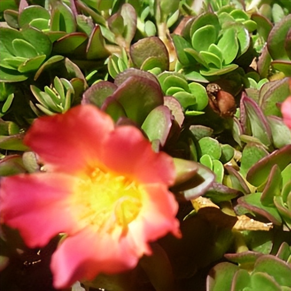 102个大类近500个多肉植物图片，都极其美丽，建议在家中也养一盆