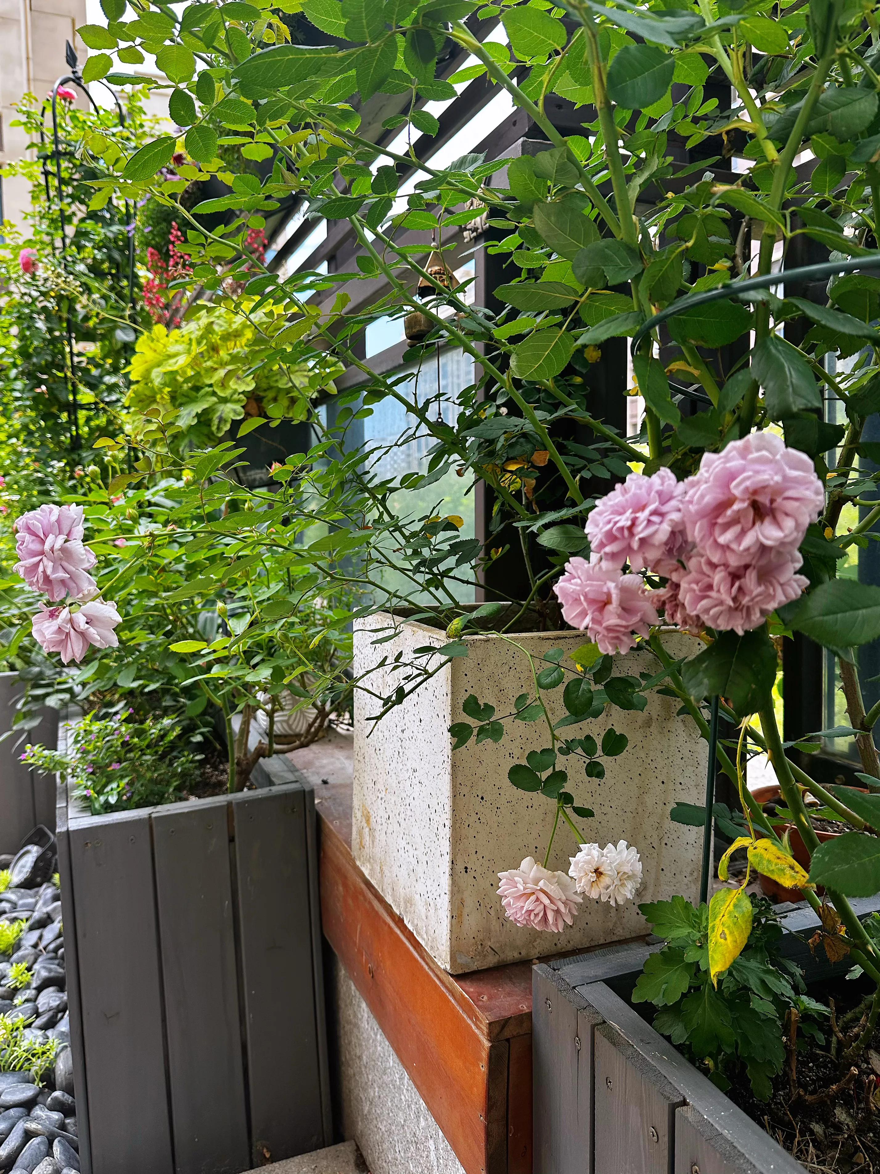 多季节开花的月季有哪些,夏天月季开花不标准