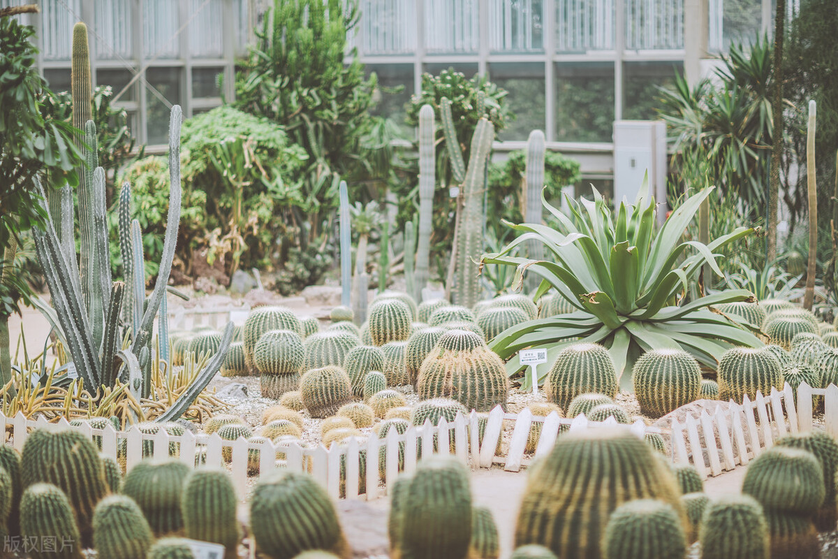 成都春天超美的地方,成都现在风景最美的地方