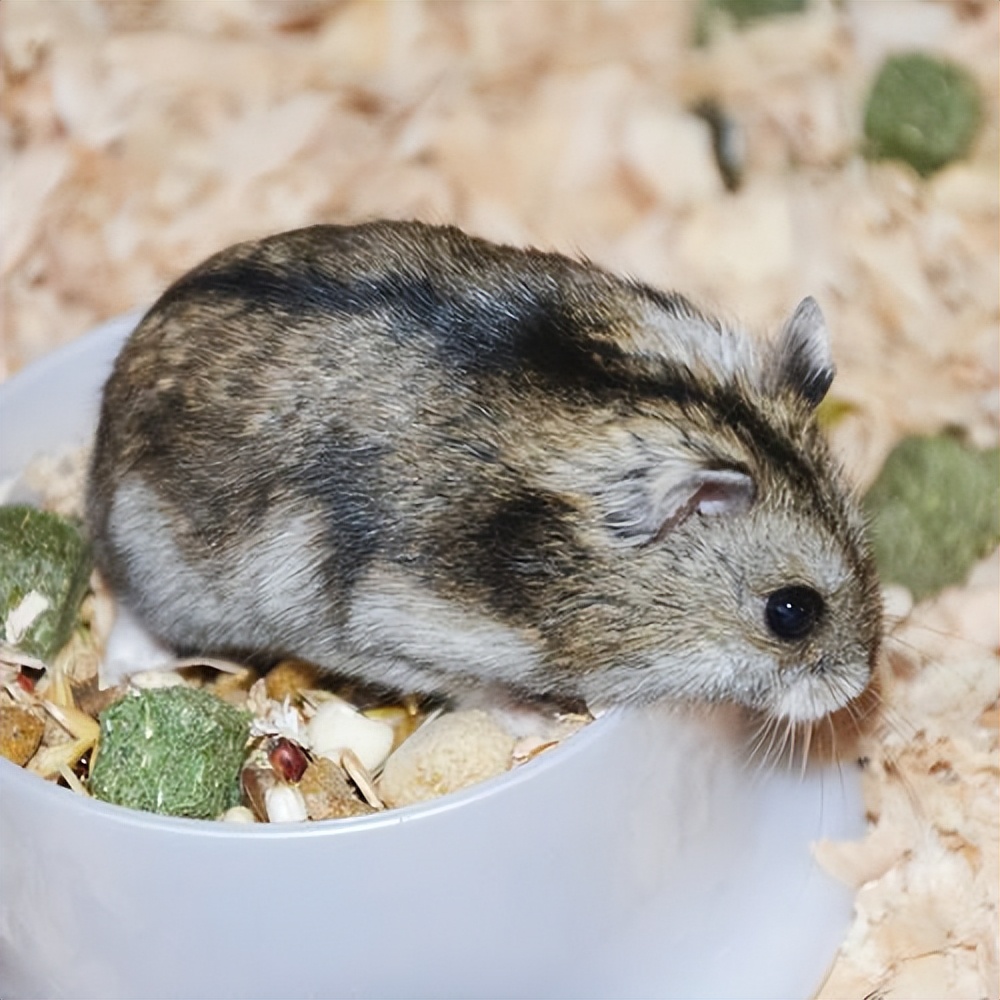 纯新手如何玩lol,纯新手如何玩剑3手游