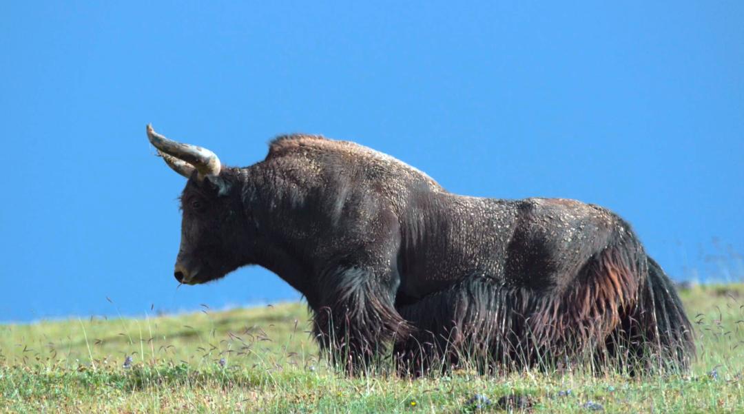 中国人冒死拍的纪录片,一群中国人冒死拍摄