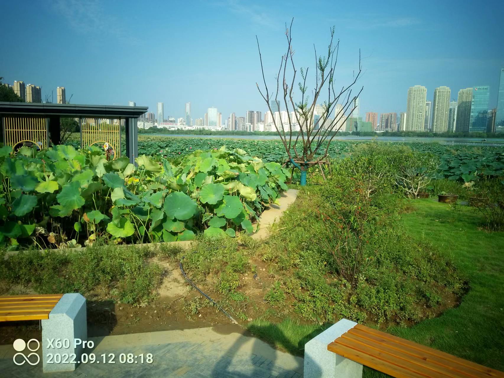 漫步沙湖，秋夜赏景文/郑汉兵