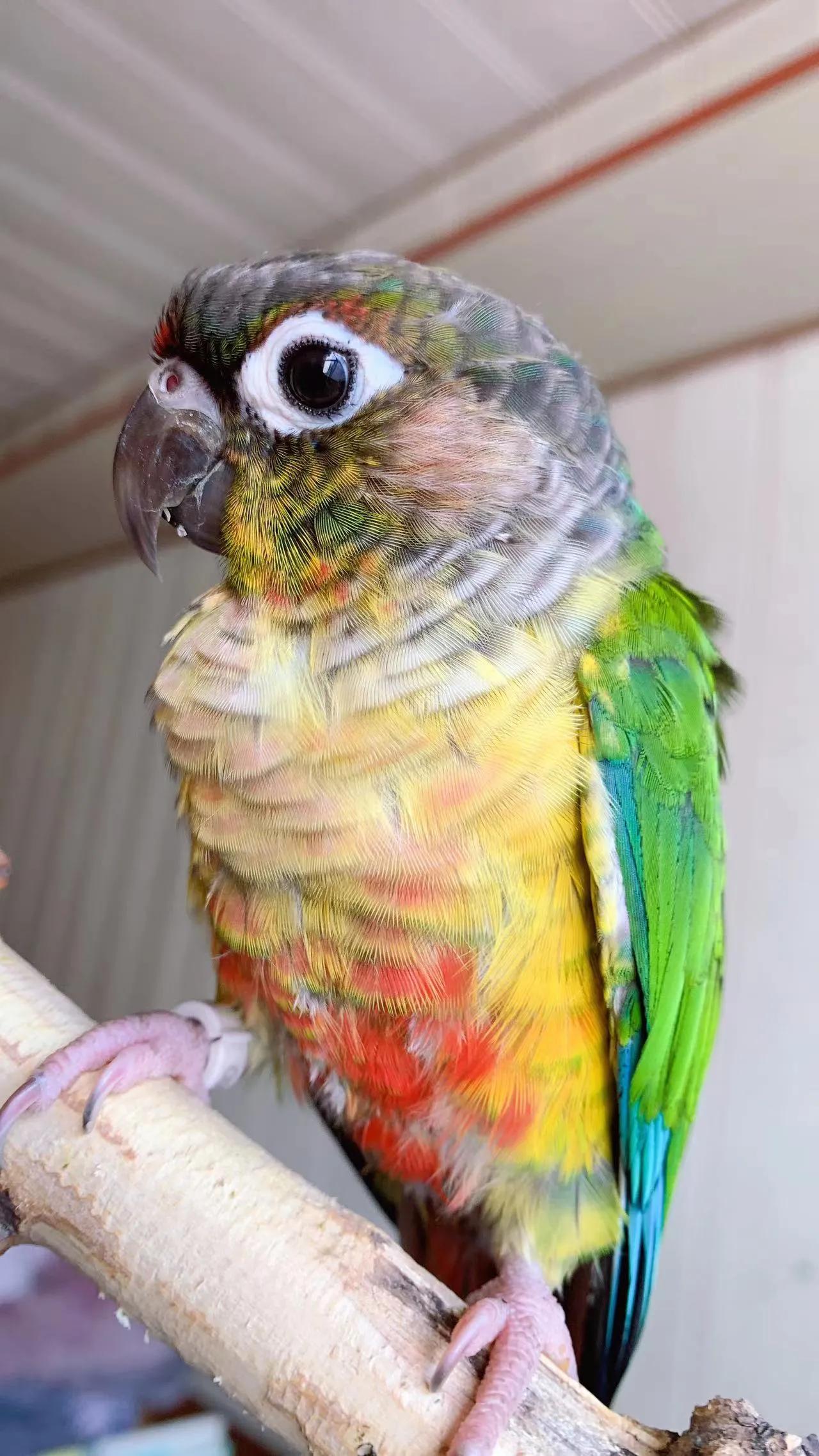 鹦鹉太粘人是什么感觉,怎么养鹦鹉粘手