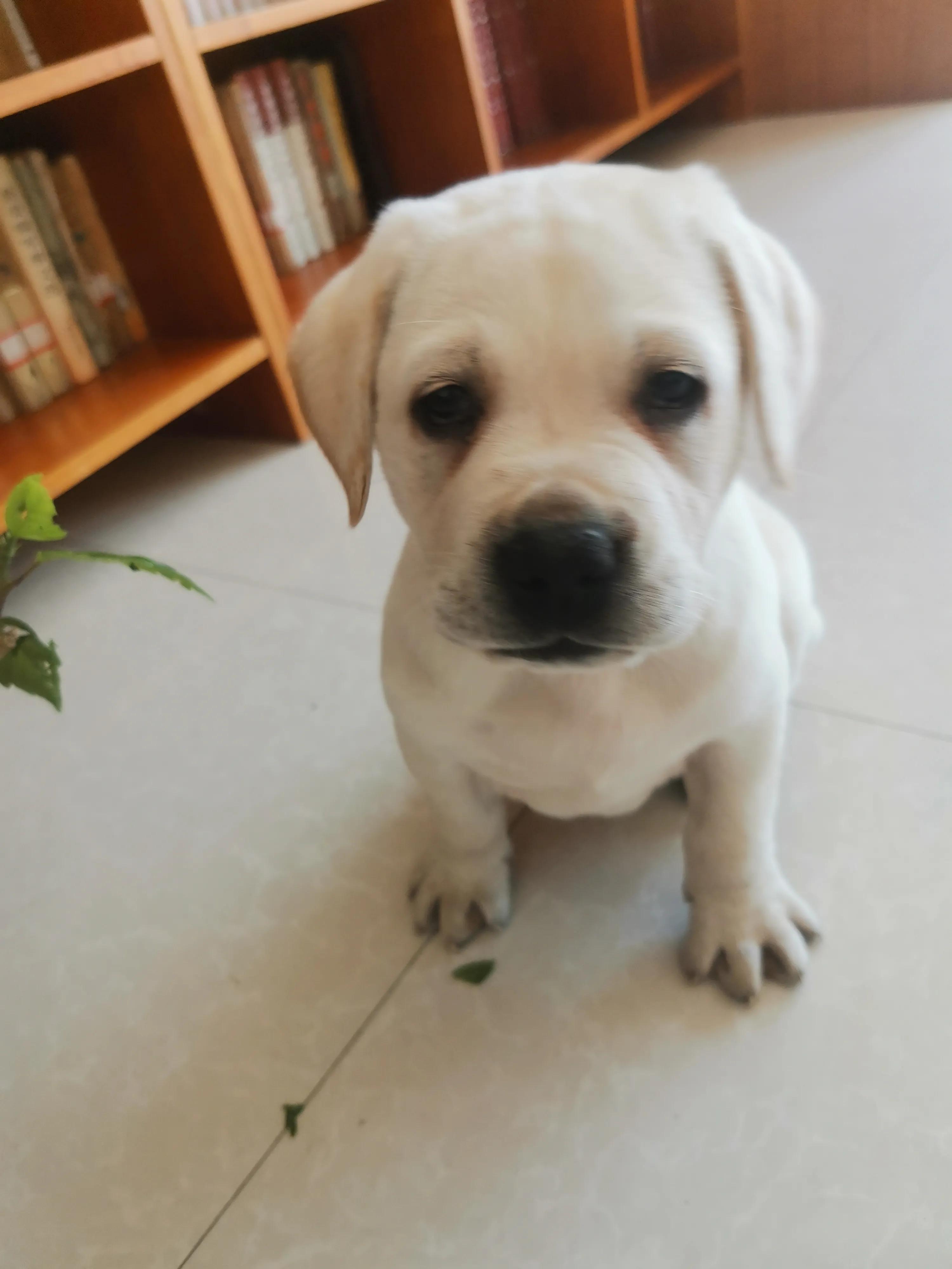 我家来了新成员,我家来了新成员作文