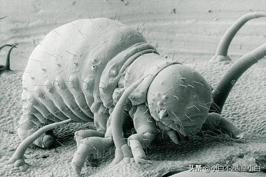 显微镜观察昆虫脸视频,昆虫在显微镜下的真正面目