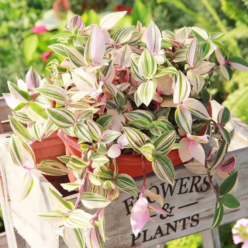 吊兰最贵的品种,吊兰什么品种最贵